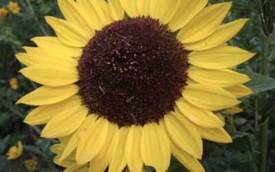 BLOG POST NEW